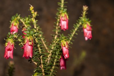 Darwinia squarrosa, photographed by dhfischer