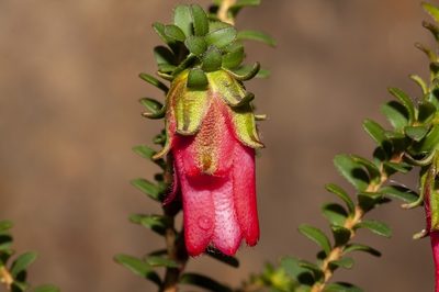 Darwinia squarrosa, photographed by dhfischer