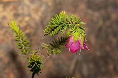 Darwinia leiostyla, photographed by dhfischer