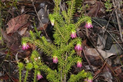 Darwinia leiostyla, photographed by dhfischer