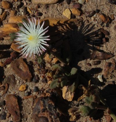 Mesembryanthemum paulum, photographed by Tony Rebelo