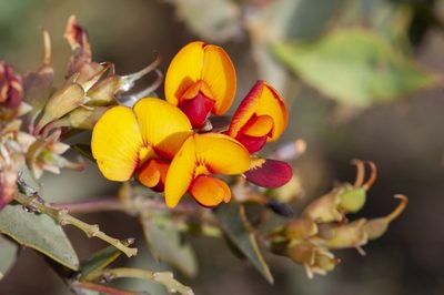 Gastrolobium spinosum, photographed by dhfischer