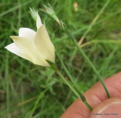 Wahlenbergia grandiflora, photographed by Peter Warren