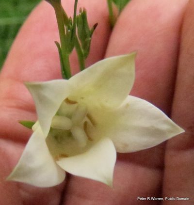 Wahlenbergia grandiflora, photographed by Peter Warren