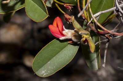 Gastrolobium leakeanum, photographed by dhfischer