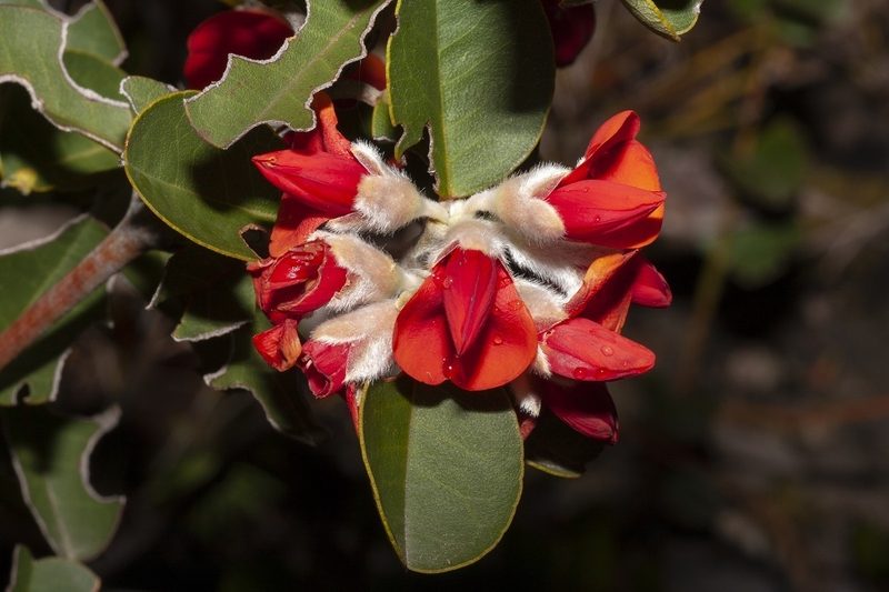 Gastrolobium leakeanum, photographed by dhfischer