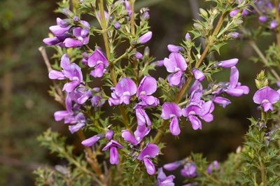 Mirbelia dilatata, photographed by dhfischer