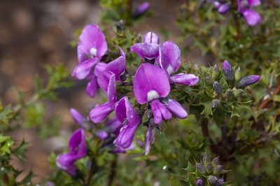 Mirbelia dilatata, photographed by dhfischer