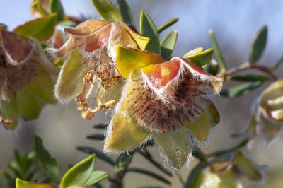 Pimelea suaveolens, photographed by dhfischer