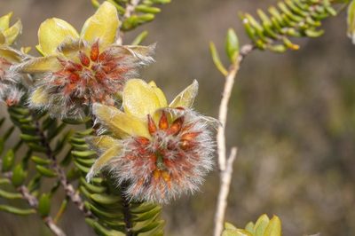 Pimelea suaveolens, photographed by dhfischer