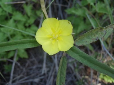Melhania prostrata, photographed by Nicola van Berkel