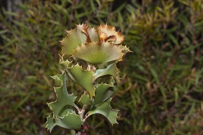 Hakea baxteri, photographed by dhfischer