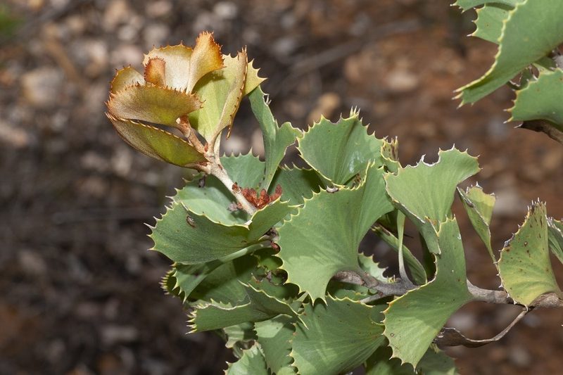 Hakea baxteri, photographed by dhfischer
