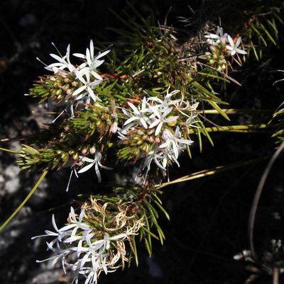 Merciera leptoloba, photographed by Tony Rebelo