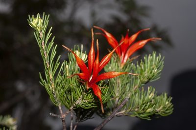 Lambertia ericifolia, photographed by dhfischer