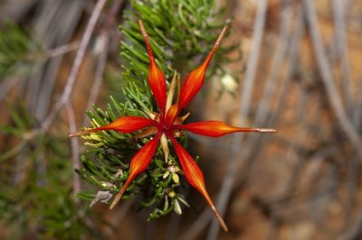 Lambertia ericifolia, photographed by dhfischer