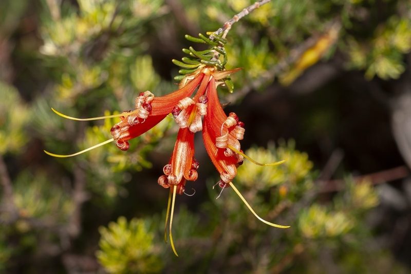 Lambertia ericifolia, photographed by dhfischer