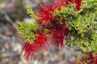 Melaleuca cyrtodonta, photographed by dhfischer