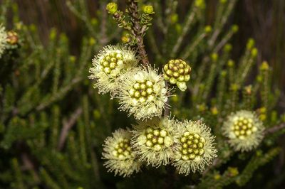 Kunzea montana, photographed by dhfischer