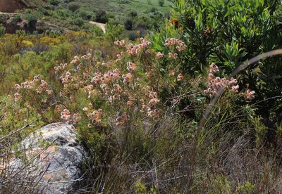 Serruria rosea, photographed by Tony Rebelo