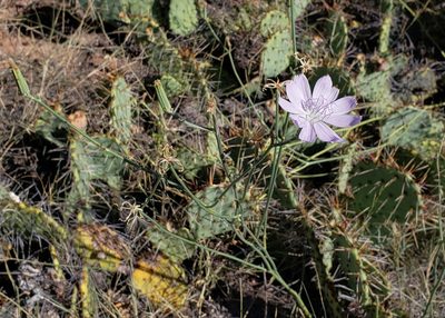 Lygodesmia texana, photographed by aarongunnar