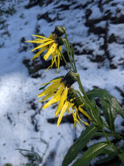 Senecio amplectens, photographed by Alaina Krakowiak