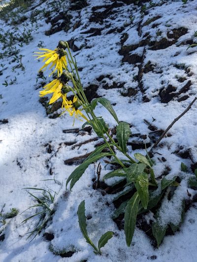 Senecio amplectens, photographed by Alaina Krakowiak
