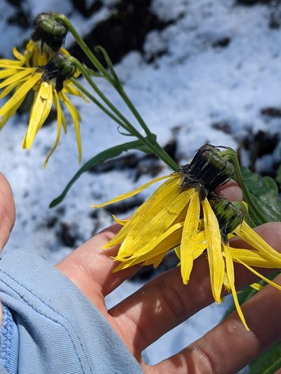 Senecio amplectens, photographed by Alaina Krakowiak
