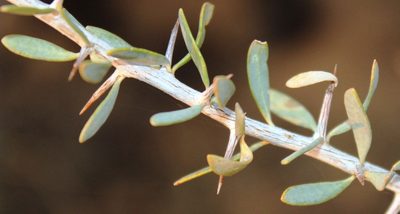 Lycium bosciifolium, photographed by Tony Rebelo