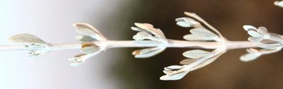 Pogonospermum incanum, photographed by Tony Rebelo