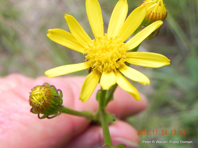 Senecio parentalis, photographed by Peter Warren