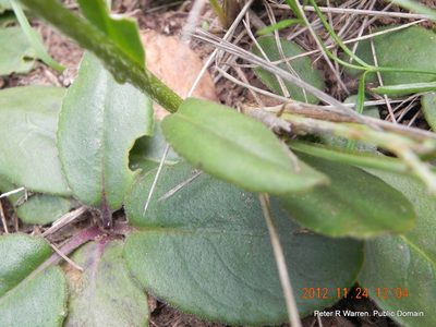 Senecio parentalis, photographed by Peter Warren