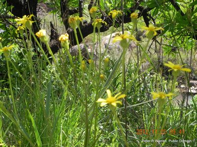 Senecio parentalis, photographed by Peter Warren