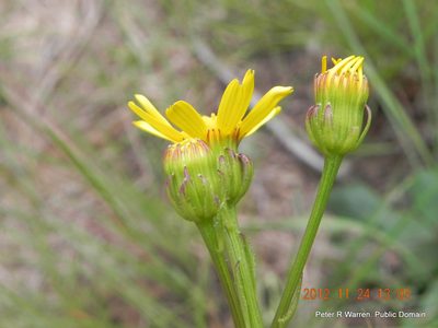 Senecio parentalis, photographed by Peter Warren