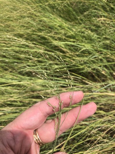 Panicum coloratum, photographed by Sam Kieschnick