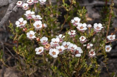 Verticordia habrantha, photographed by dhfischer