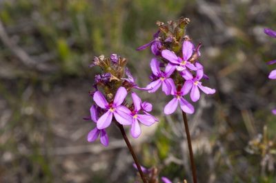 Stylidium hirsutum, photographed by dhfischer