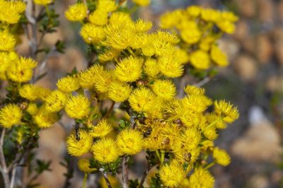 Verticordia brevifolia, photographed by dhfischer