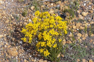 Verticordia brevifolia, photographed by dhfischer