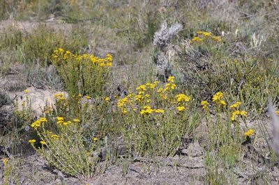 Verticordia brevifolia, photographed by dhfischer