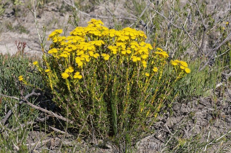 Verticordia brevifolia, photographed by dhfischer