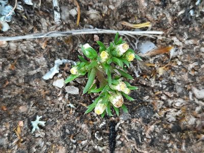 Hyalosperma demissum, photographed by spacegecko