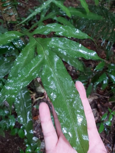 Dendroconche ampla, photographed by Tim