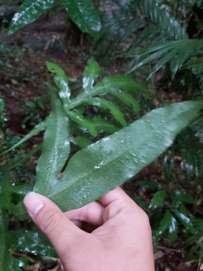 Dendroconche ampla, photographed by Tim