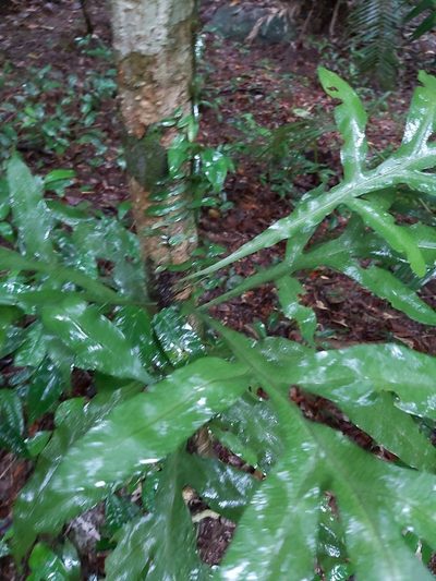 Dendroconche ampla, photographed by Tim