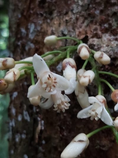 Epicharis parasitica, photographed by Tim