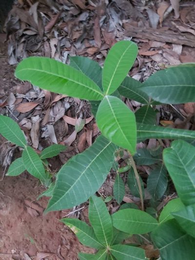 Alstonia muelleriana, photographed by Tim