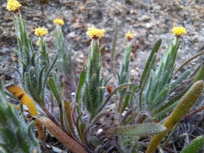 Podotheca angustifolia, photographed by spacegecko