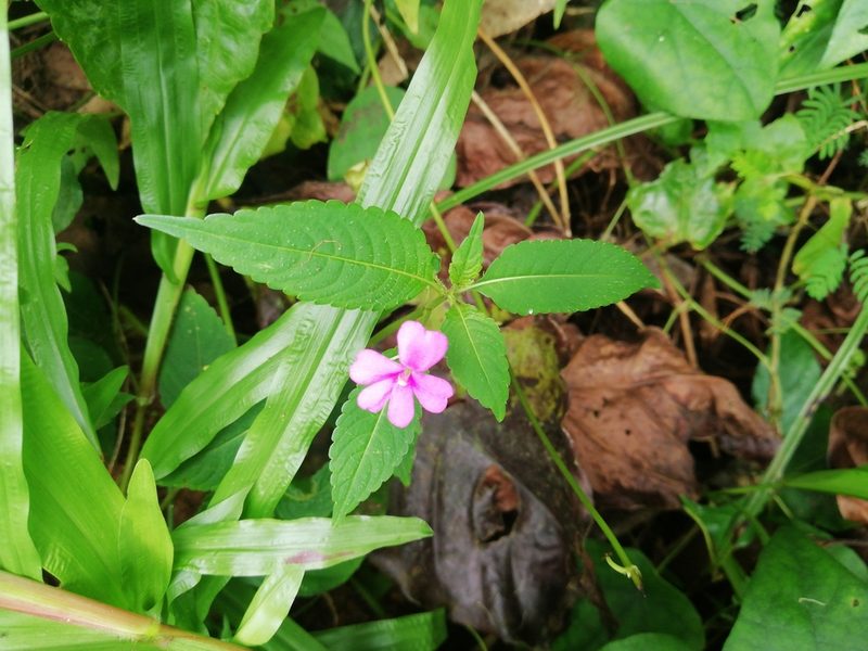 Impatiens dasysperma, photographed by Manoj Karingamadathil