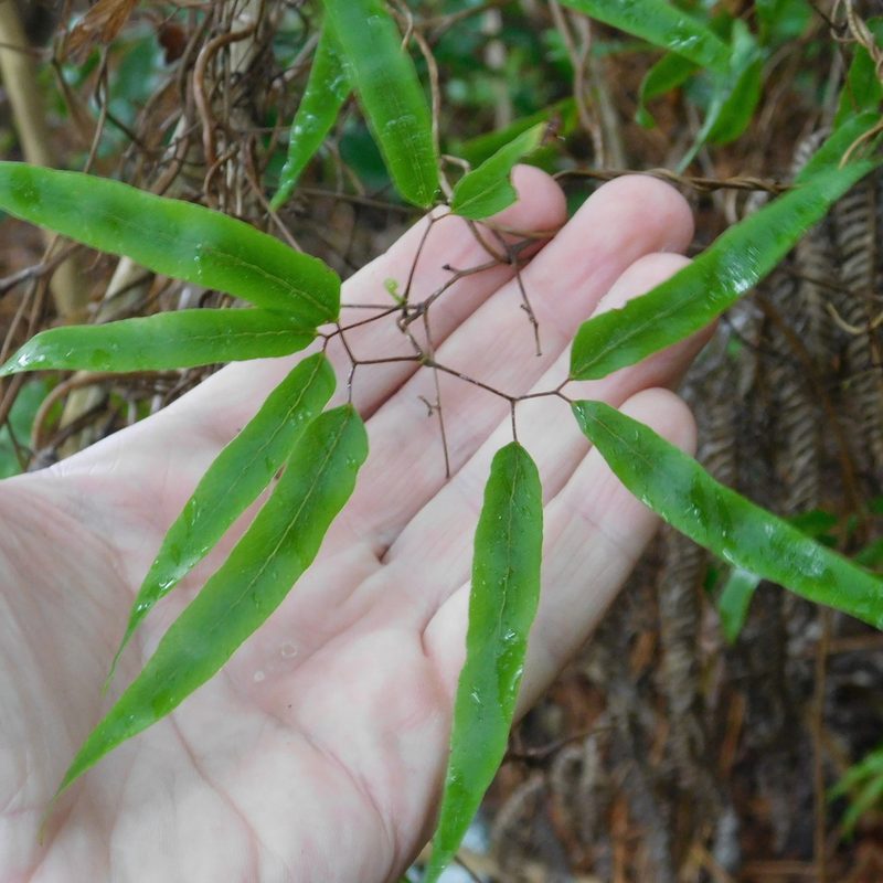 Lygodium articulatum, photographed by Stephen Thorpe